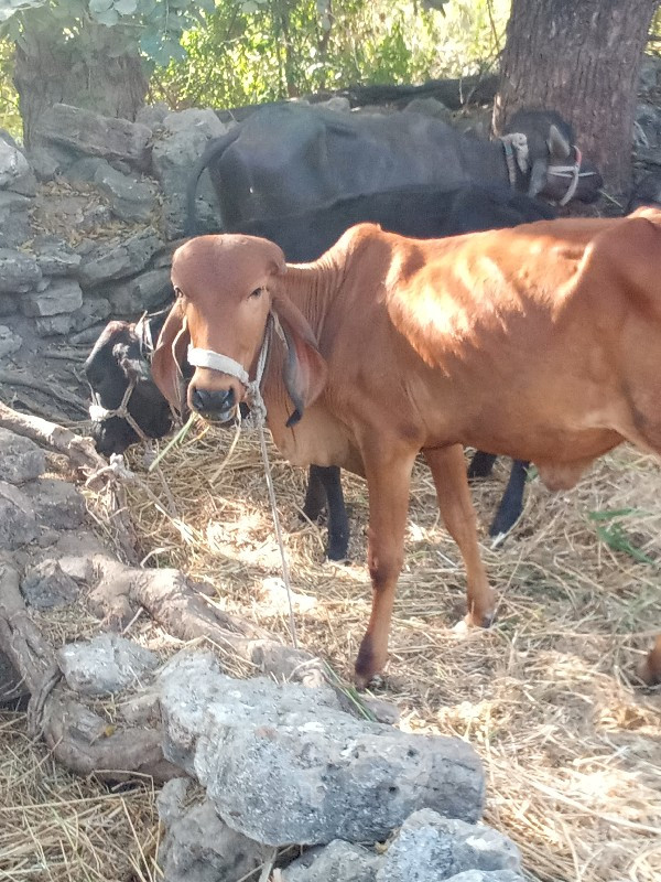 ગીર ઓડકી વેચવાન...