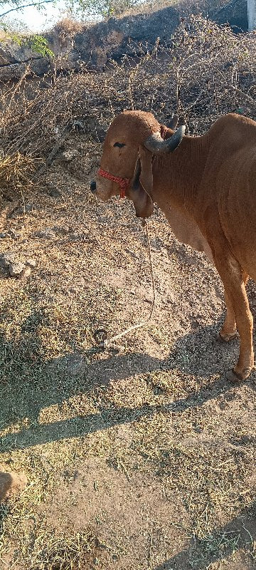 ગાય વેચવા ની છે