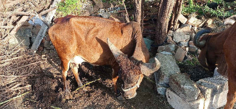 ગાય  વેચવાની છે...