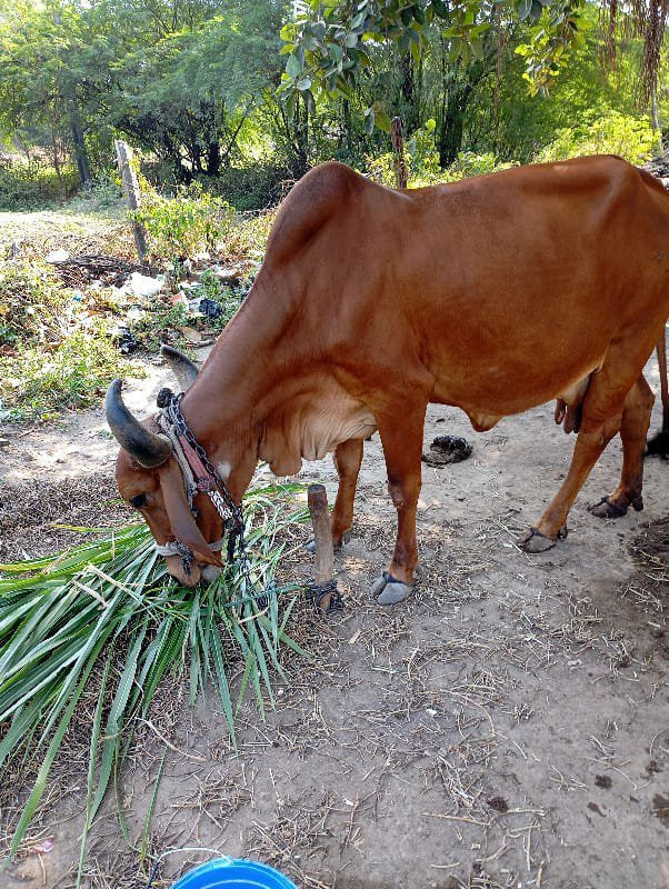 દેશી ગાય 3જુ વે...