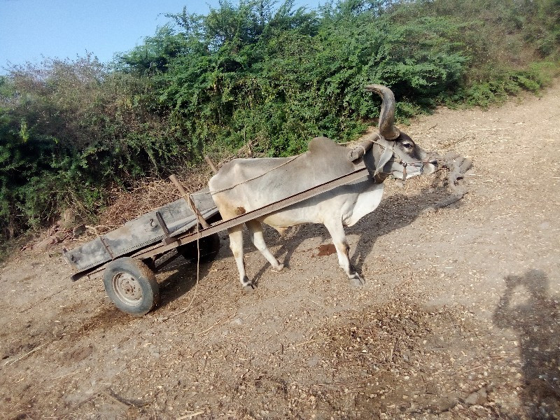 એકા ગાડિવેચવાનિ...