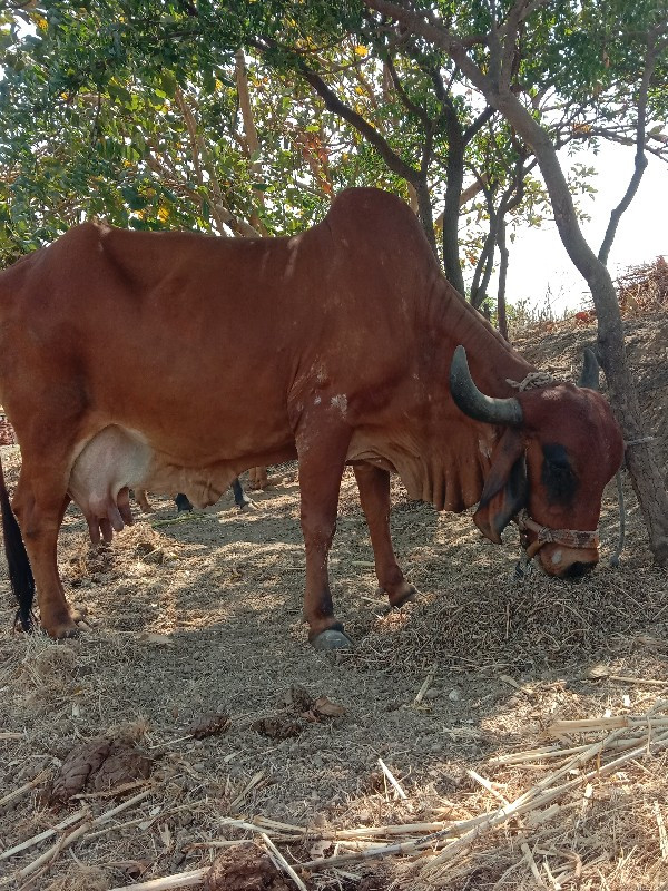 ગાયવેચવાનીછે