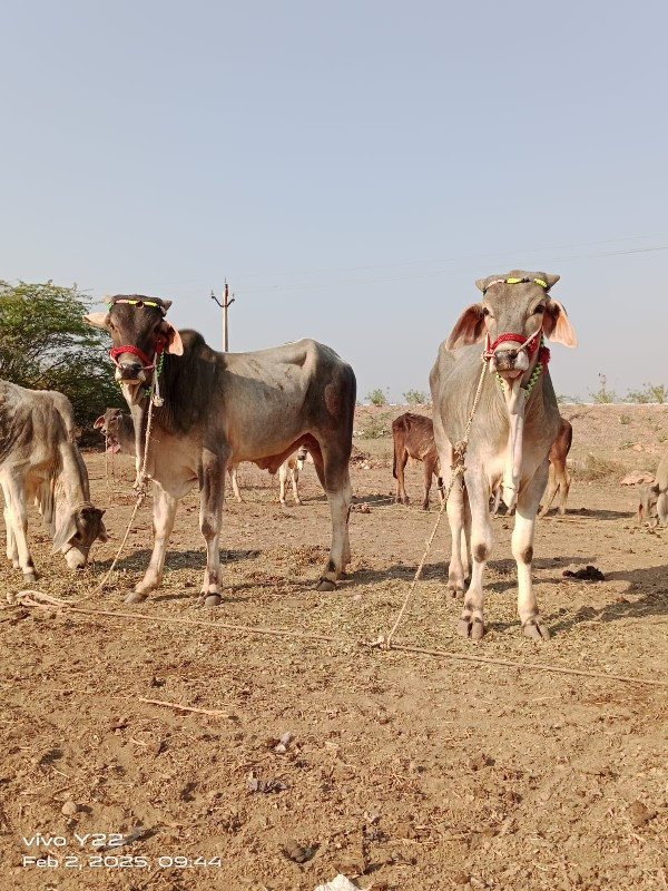 ગોઢલા વેચવાના છ...