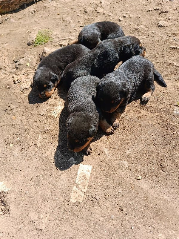 rottweiler male...