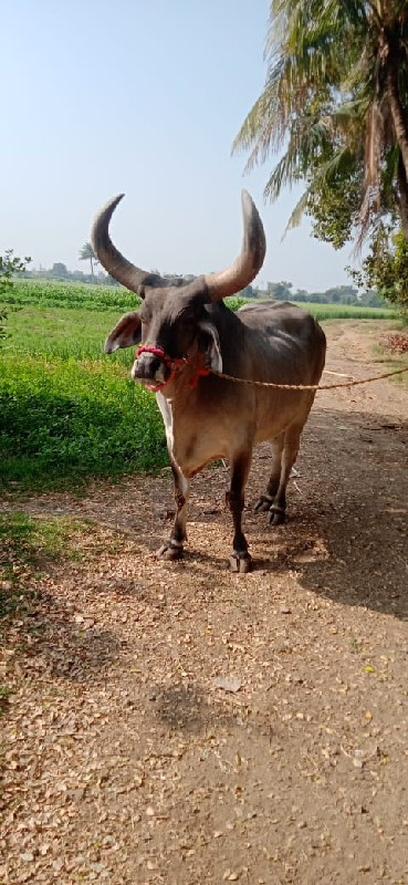 બરધ વેચવાનો છે