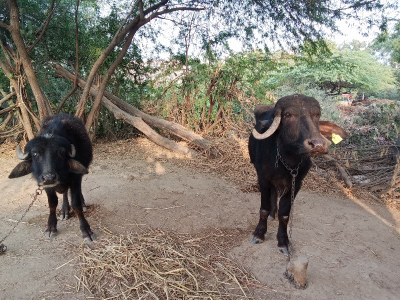 બે ખડેલા વેચવાન...