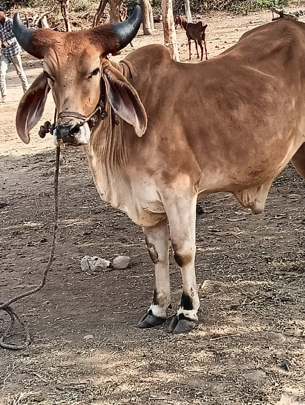 ગોઢલો   વેચવા ન...