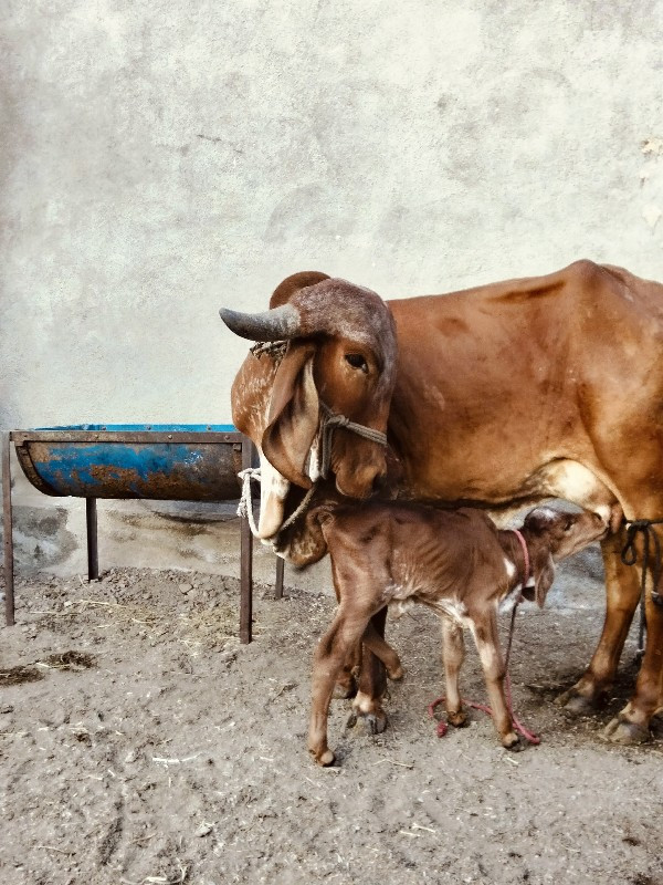 ગીરવોળકીવેસવાની...