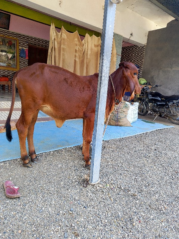 વાછરડી વેચવાની...