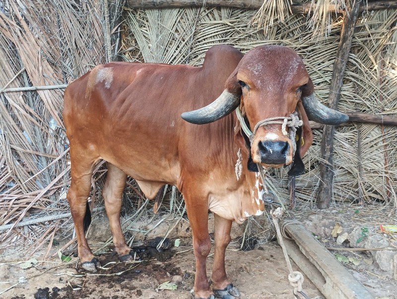 હોડકુ વેશવાનુ છ...