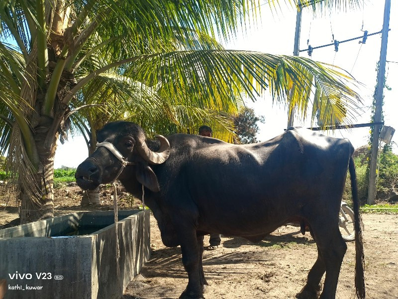 ભેંસ વેસવાની છે