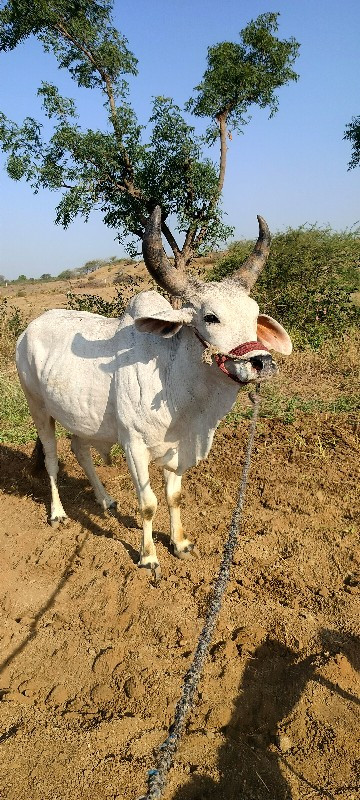 ગોઢલો બળદ વેચવા...