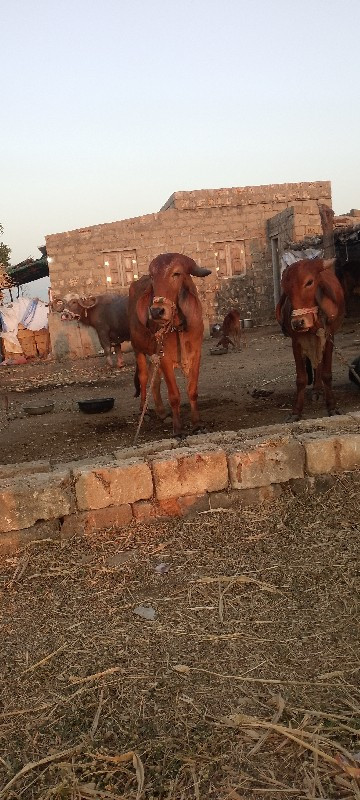 ગીર ની હોડકિયું