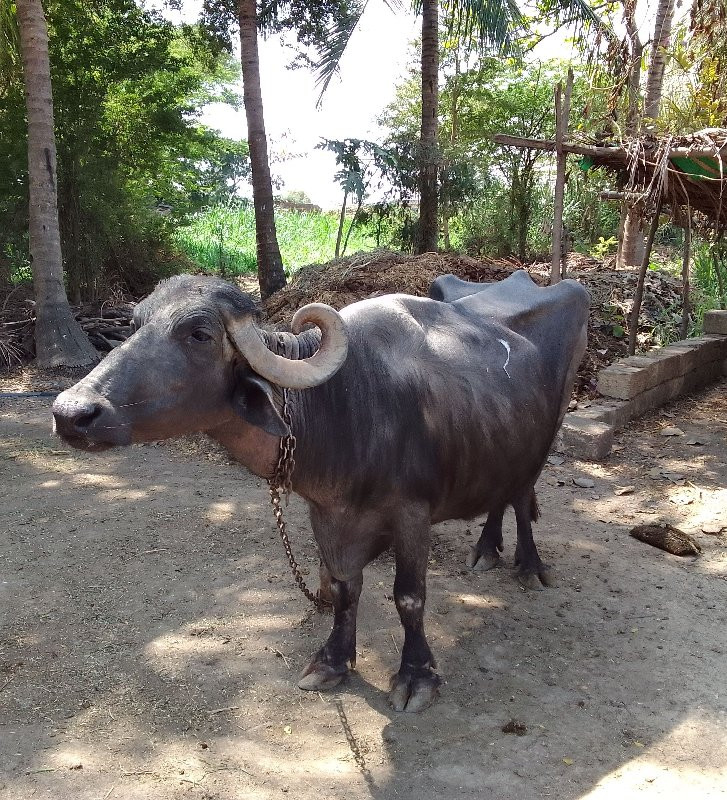 આ ભેંસ વેચવાની...