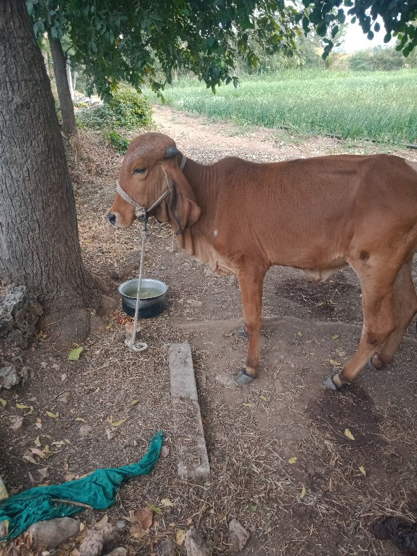 ગિર વાશરિદે વાન...