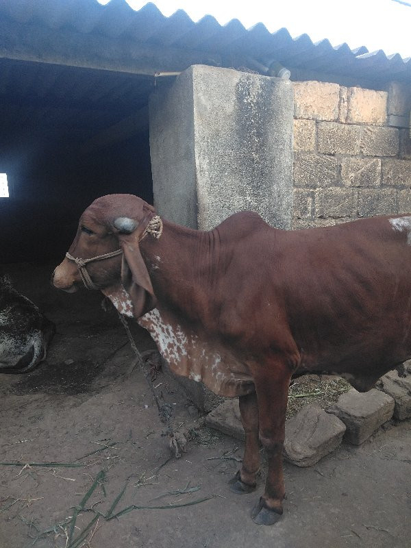 ગાય વેચવાની છે