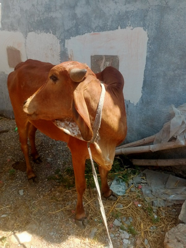 હોડકિવેસવાનિસે