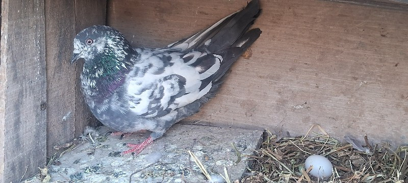 kabutar, pigeon