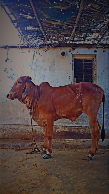 ગાય વેચવાની છે