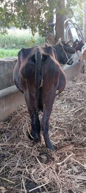 ગાય