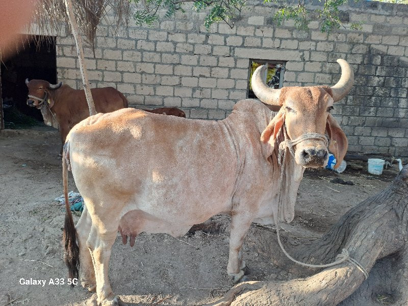 ગાય વેશ વાની છે