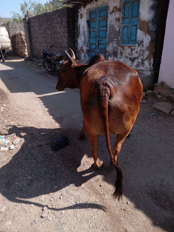 ગાય વેચવાની છે...