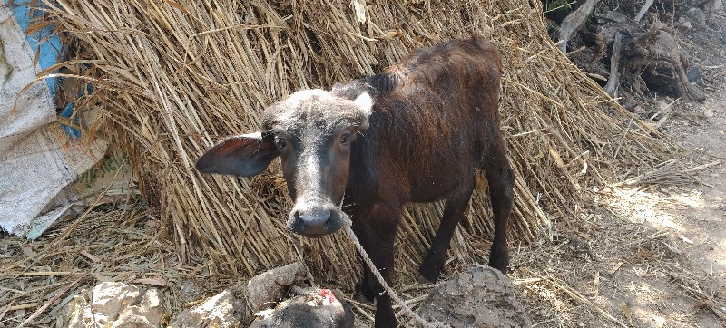 ભેંશ વેશવાનિ છે