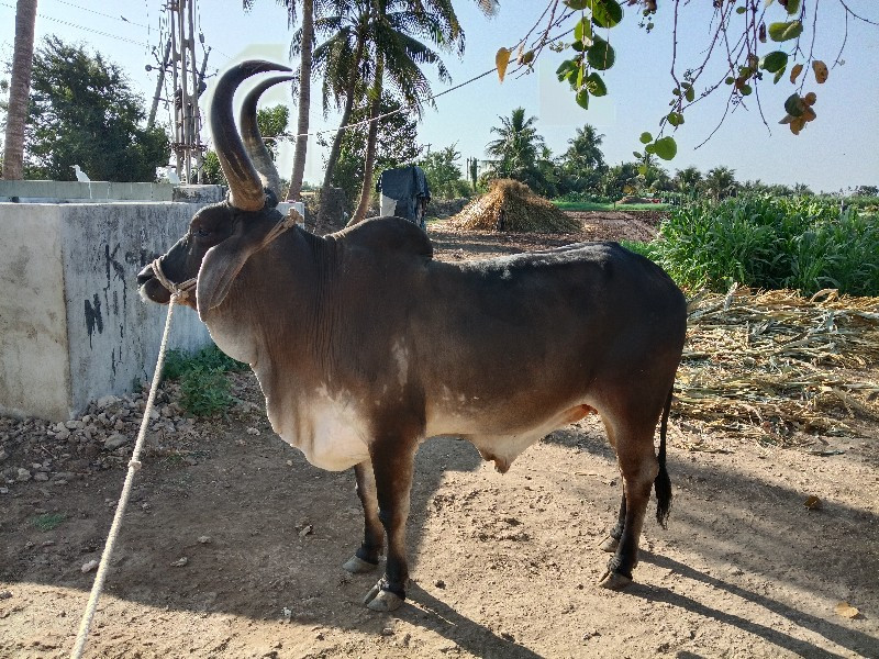 બળદ વેચવાનો છે