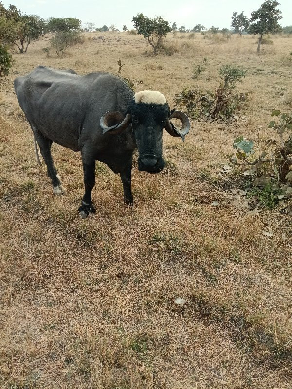 ભેંસ વેચવાની છે