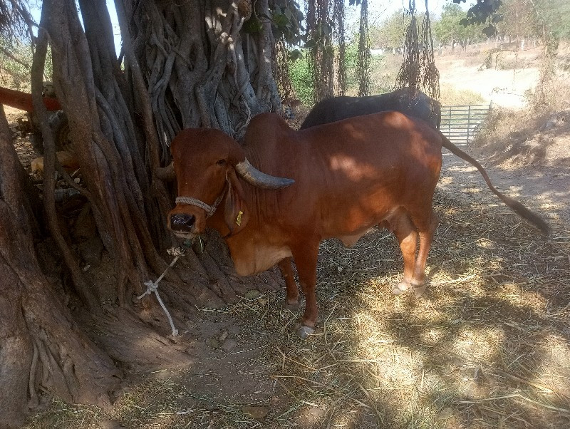 ગીર ગાય વેચવાની...