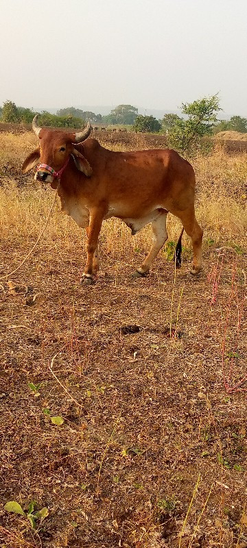 ગોઢલા વેચવાના છ...