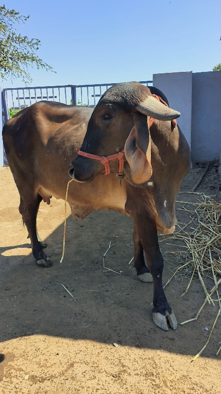 ગીર ગાય