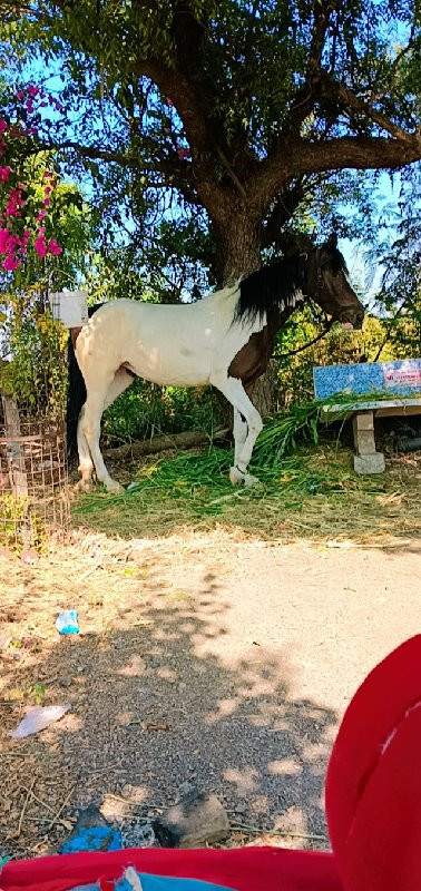 યા વસેરી વેસવાન...