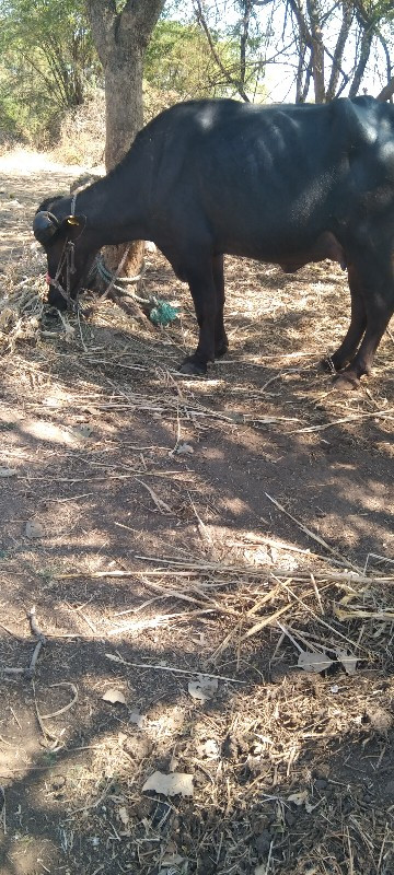 રાહુલ ભાઈ