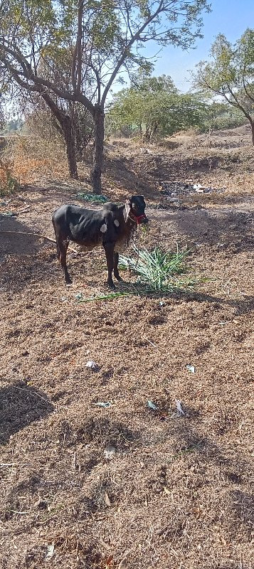 ગોધલા વેચવાના