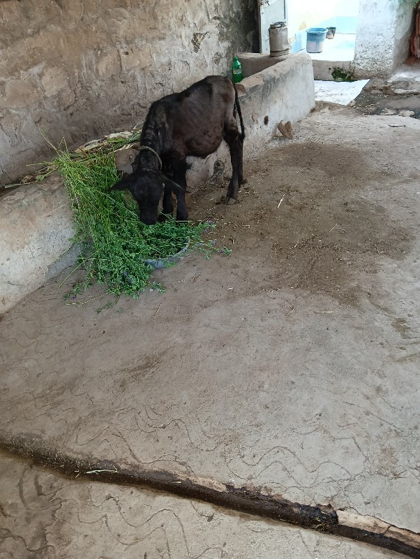 ભેશ‌ વેશવાનિ છે