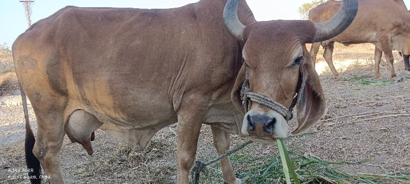 ગાય વેચવાની છે.