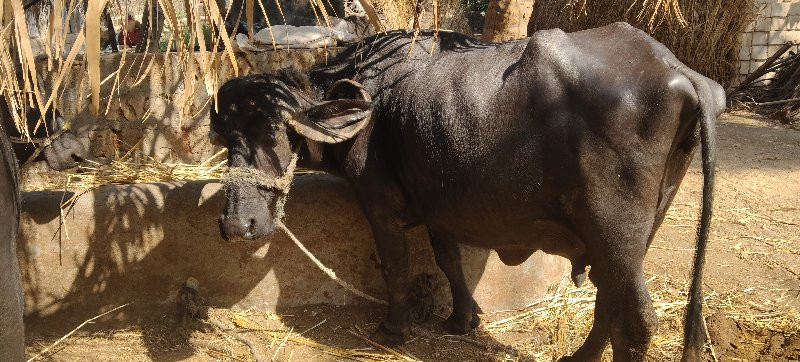 ભેંશ વેશવાનિ છે