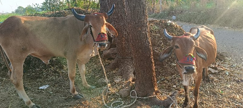 બળદ ગોઠલા વેચવા...