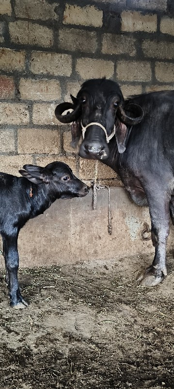 ખેડેલી વેશ વાની...