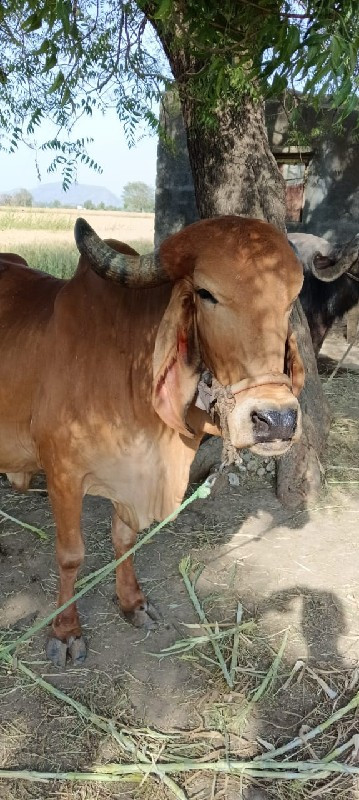 ગીર ગાય વેચવાની...