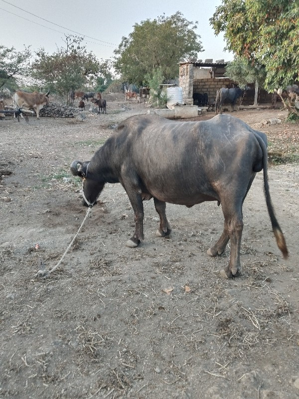 પેલું વેતર ખડેલ...