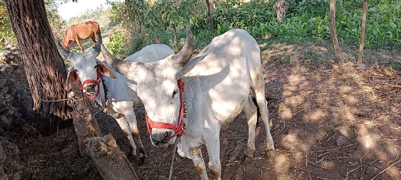 વઢીયારા વાસડા વ...