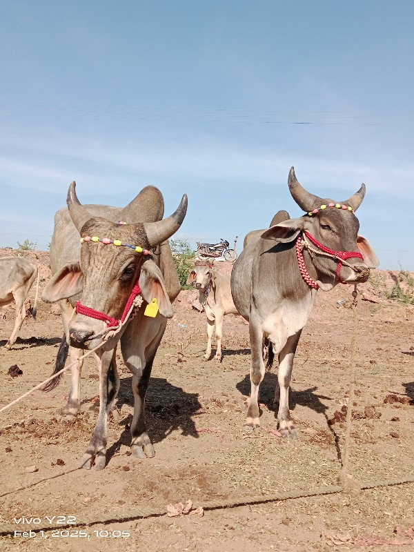 ગોઢલા વેચવાના છ...