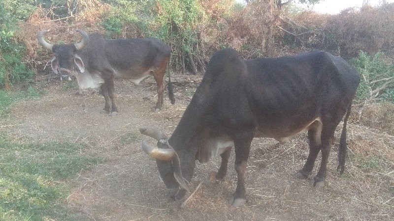 ગાડુ વેસવાનુસે...