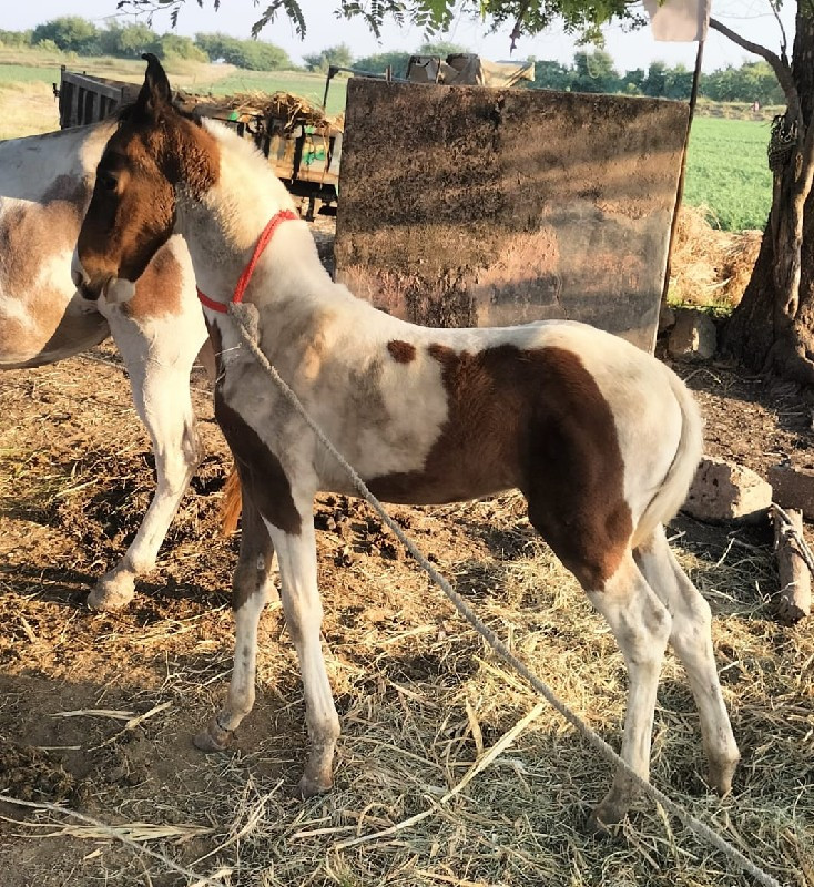 વસેરો વેસવાનો સ...