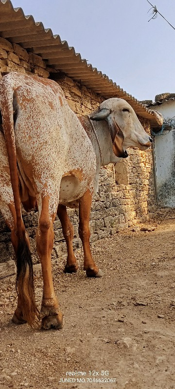 ઓરીજનલ ગીર મૂંડ...