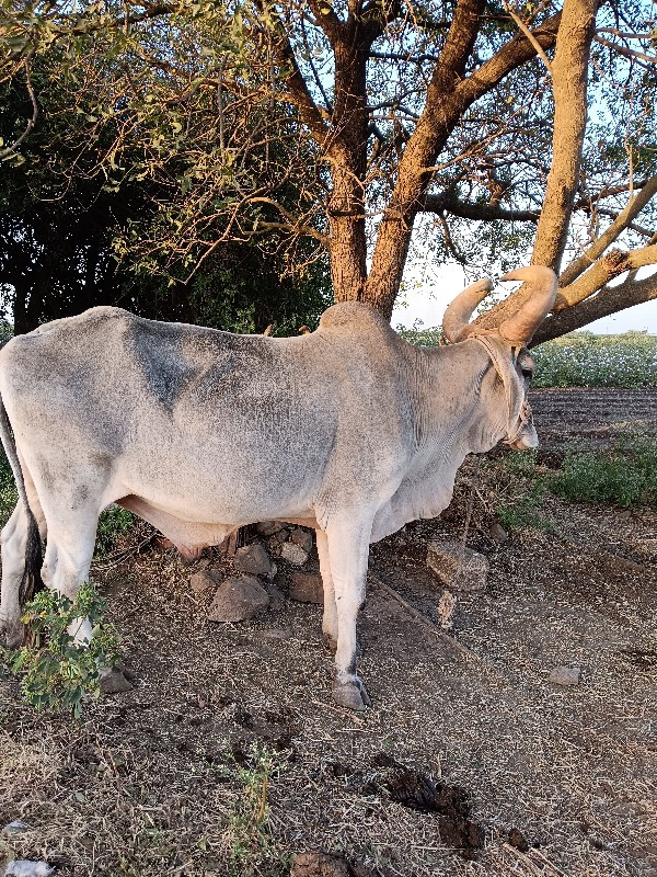 બળદ વેચવાના છે