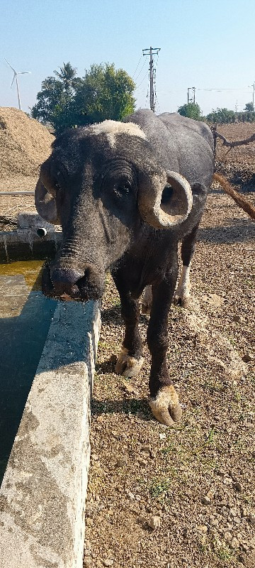 ખળેલી વેચવાની છ...