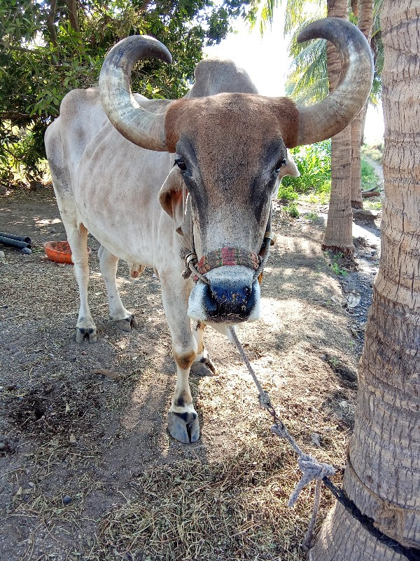 બળદ વેચવાનો છે